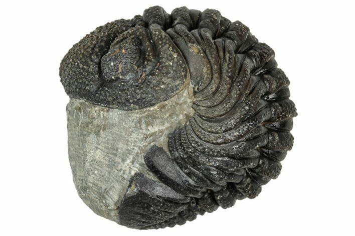 Wide, Curled Morocops Trilobite - Morocco #347251